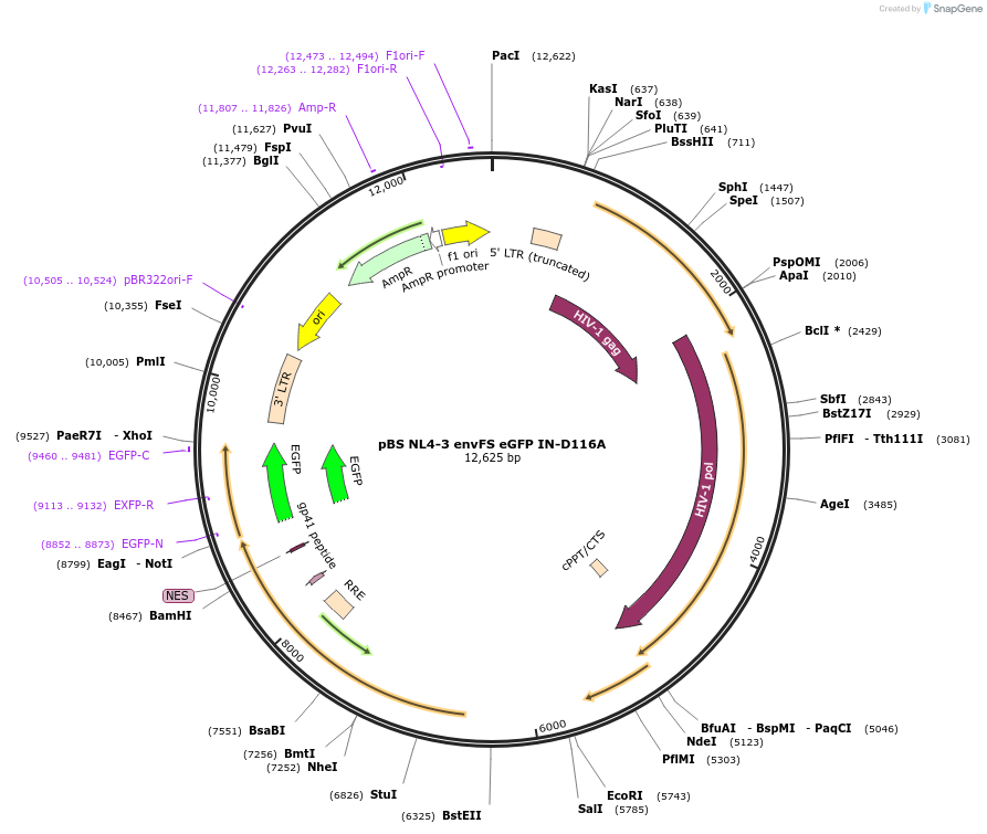 101333-plasmid-map-sequence-id-194237