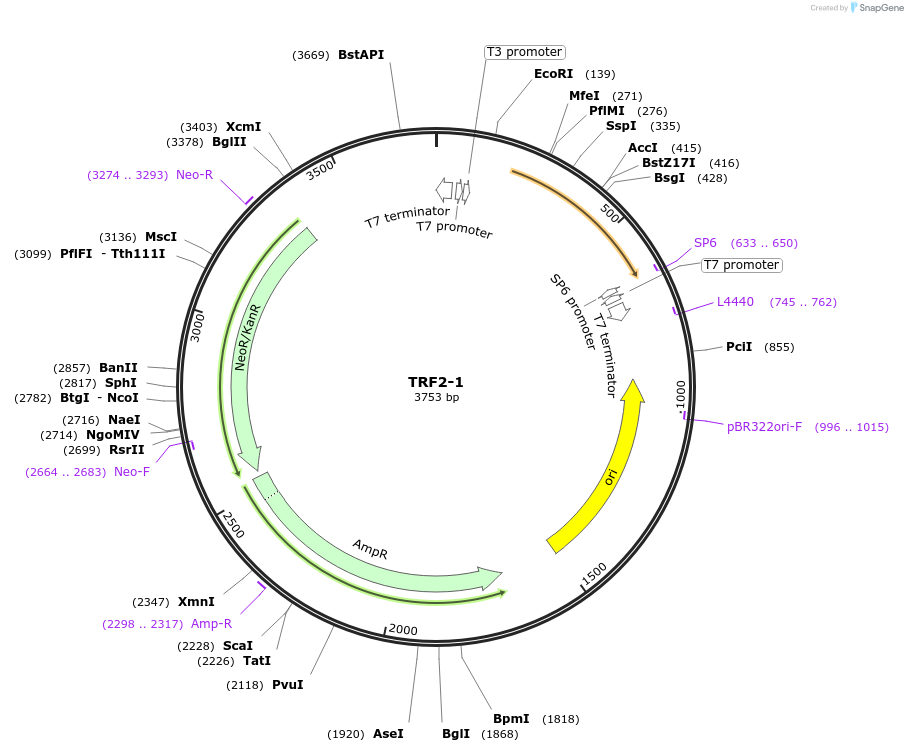 99776-plasmid-map-sequence-id-194243