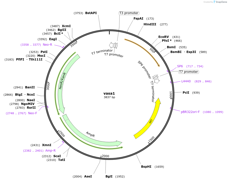 99780-plasmid-map-sequence-id-194247