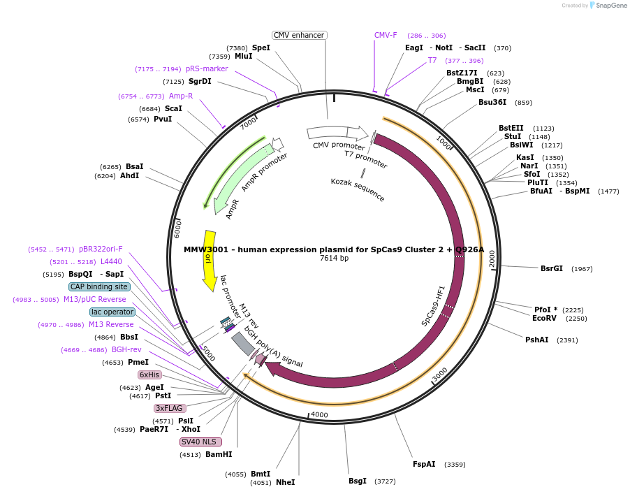 101184-plasmid-map-sequence-id-194248