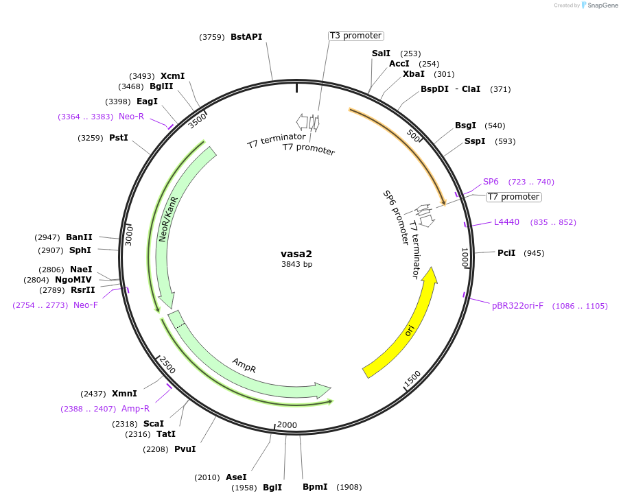 99781-plasmid-map-sequence-id-194270