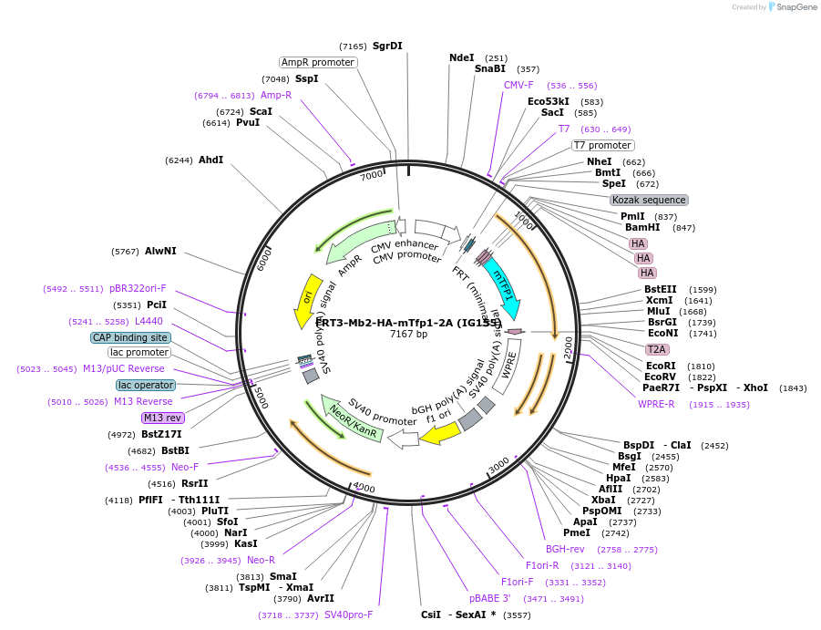 99621-plasmid-map-sequence-id-194271