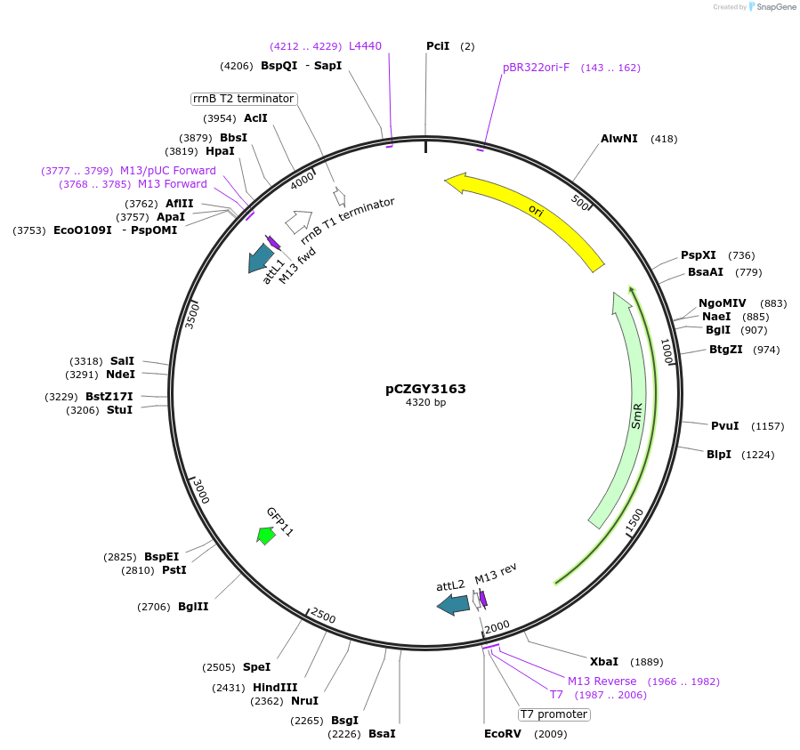 101248-plasmid-map-sequence-id-194278