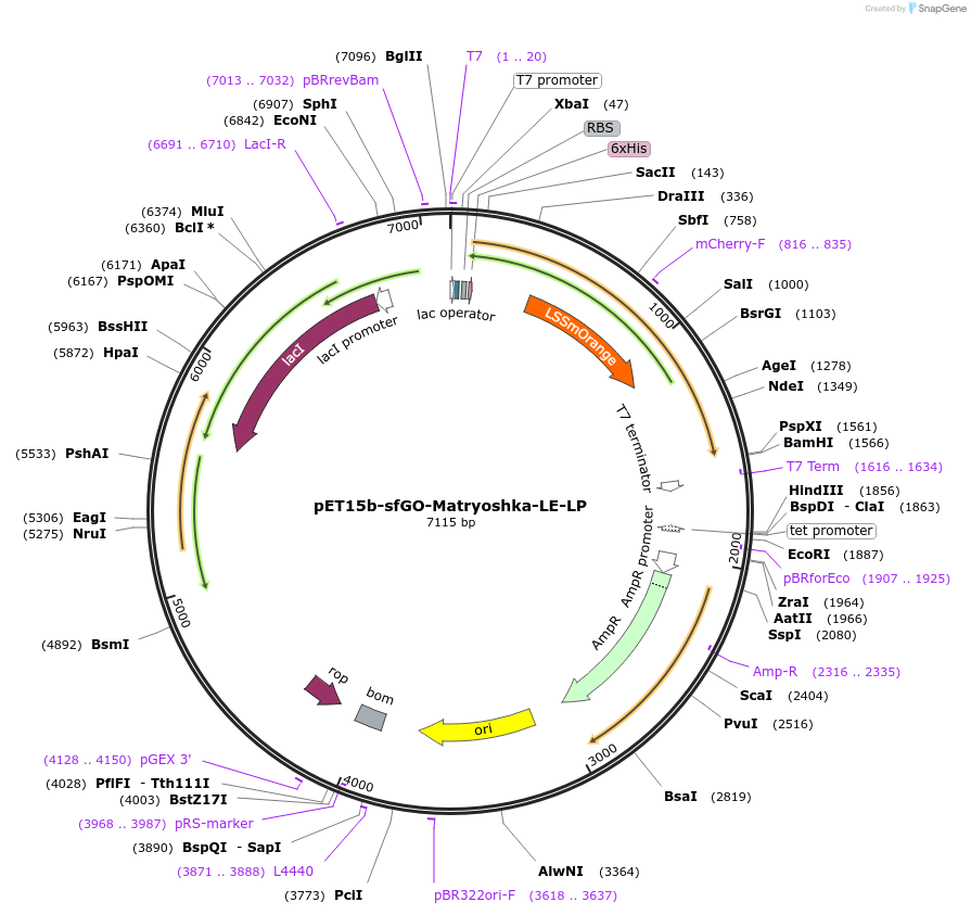 100018-plasmid-map-sequence-id-194292
