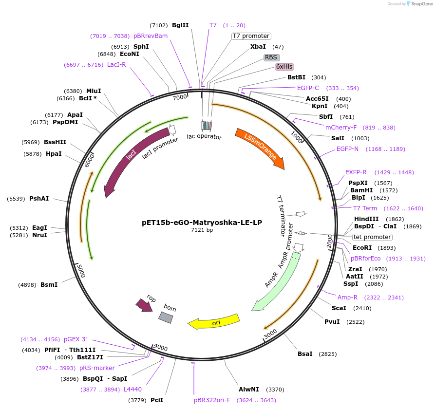100017-plasmid-map-sequence-id-194293
