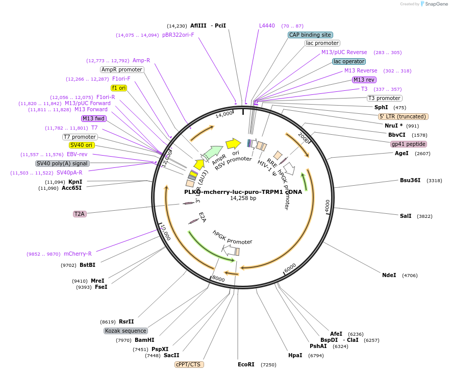 29782-plasmid-map-sequence-id-194304