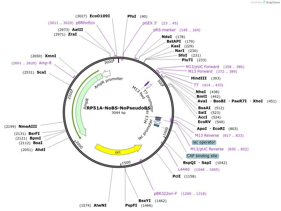 100986-plasmid-map-sequence-id-194318