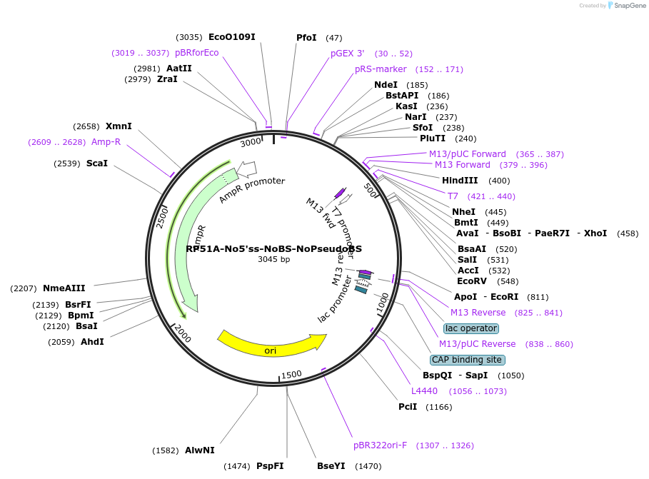 100987-plasmid-map-sequence-id-194320