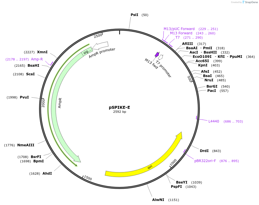 101173-plasmid-map-sequence-id-194324