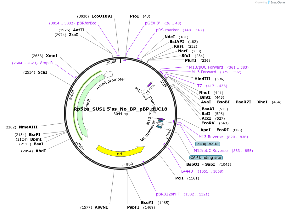 100990-plasmid-map-sequence-id-194330