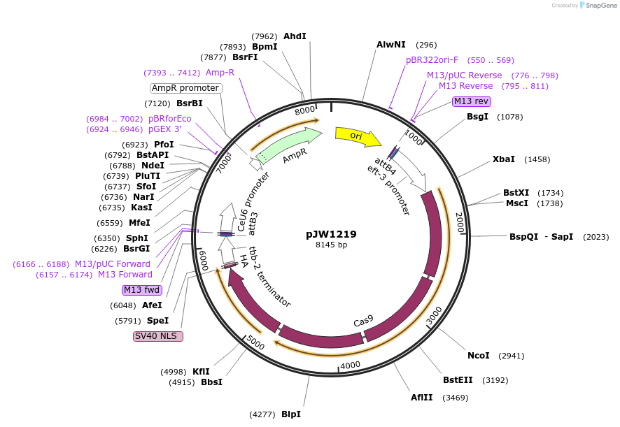 61250-plasmid-map-sequence-id-194344