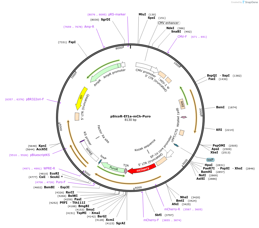 31845-plasmid-map-sequence-id-194345