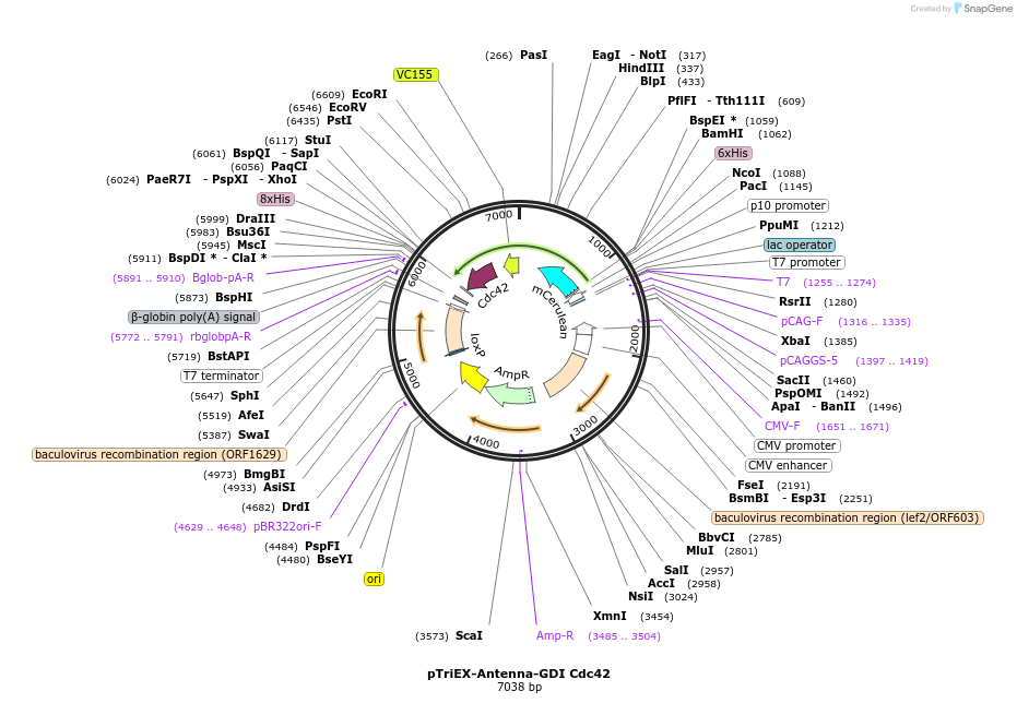 101681-plasmid-map-sequence-id-194353