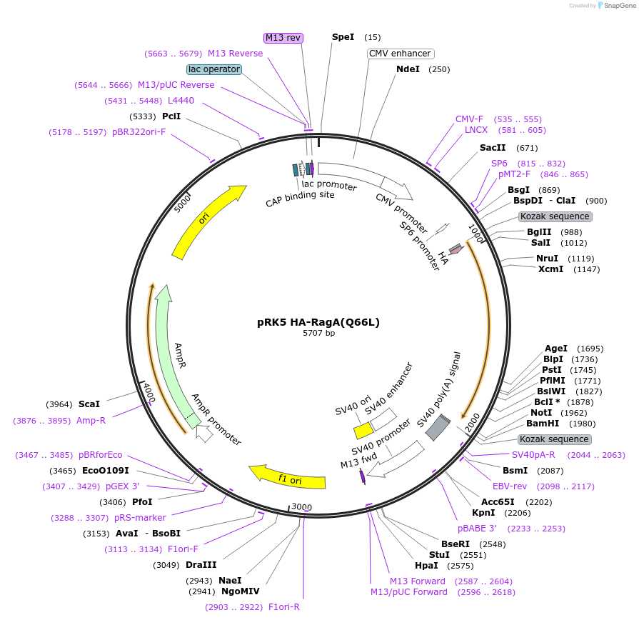 99712-plasmid-map-sequence-id-194374