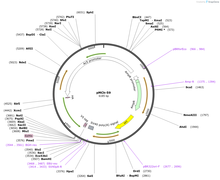 92261-plasmid-map-sequence-id-194377