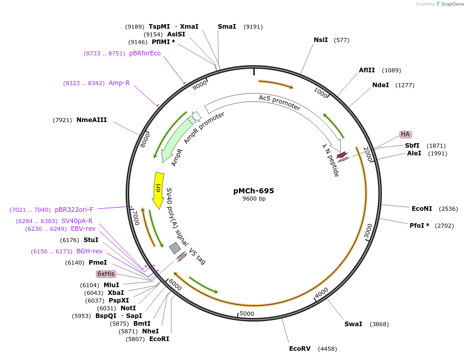 92263-plasmid-map-sequence-id-194378