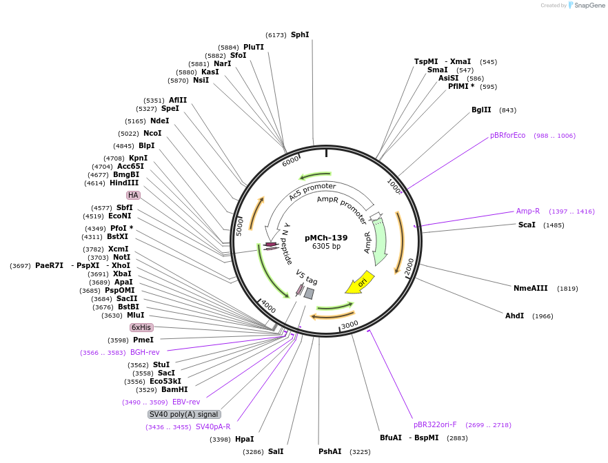 92287-plasmid-map-sequence-id-194408