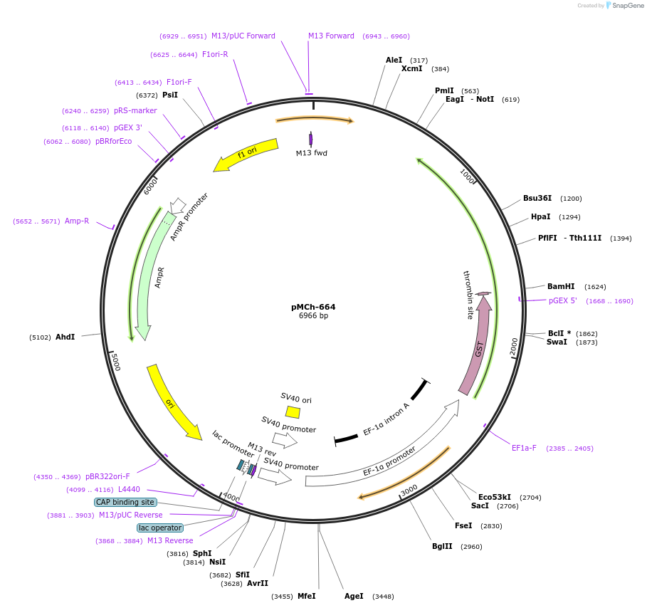 92252-plasmid-map-sequence-id-194409