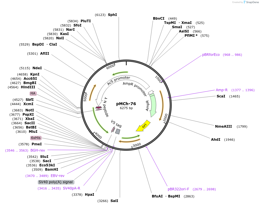 92288-plasmid-map-sequence-id-194414