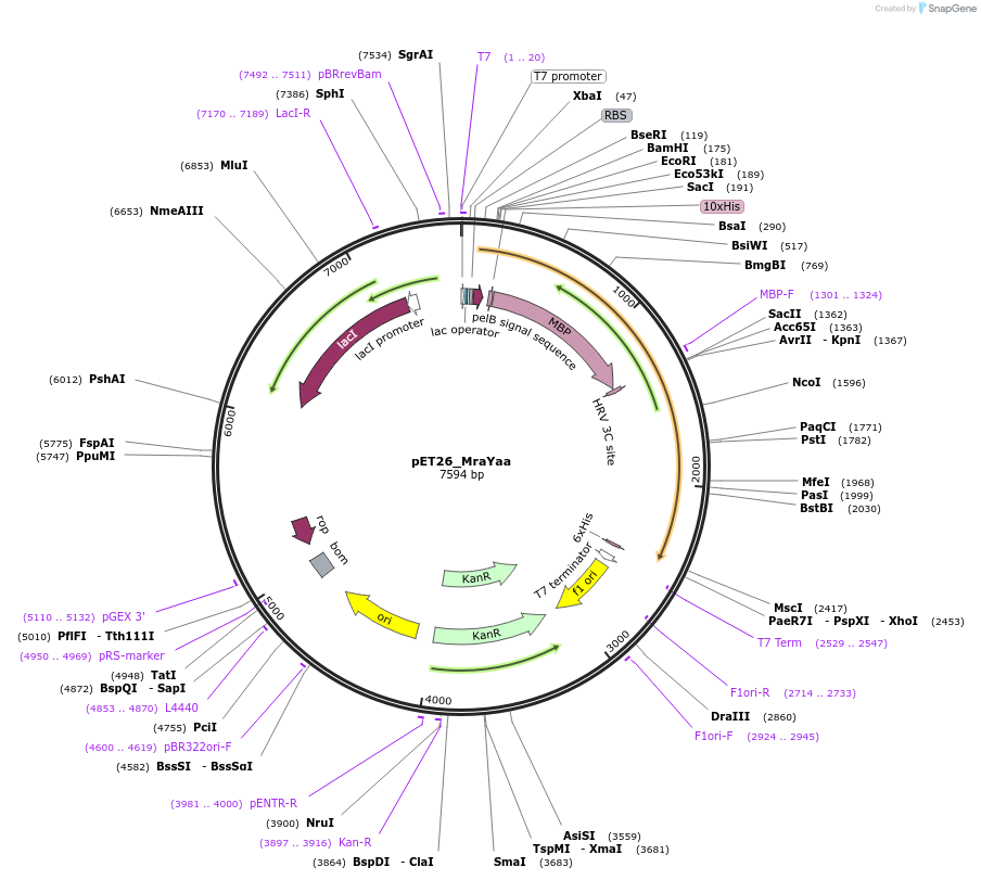 100166-plasmid-map-sequence-id-194418