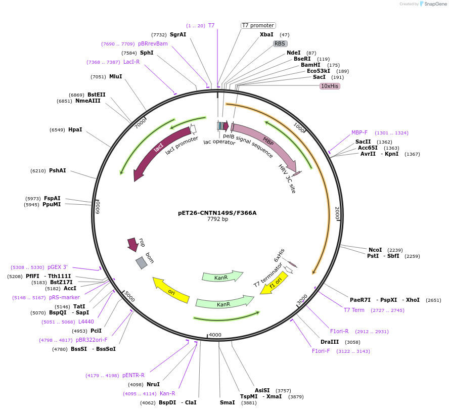 100165-plasmid-map-sequence-id-194419