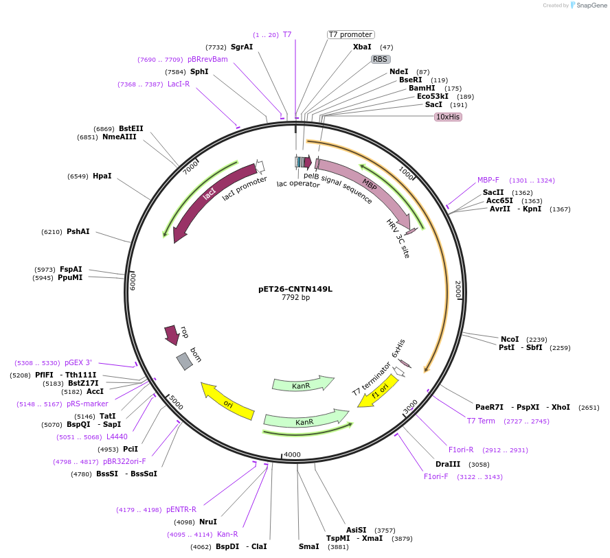 100164-plasmid-map-sequence-id-194421