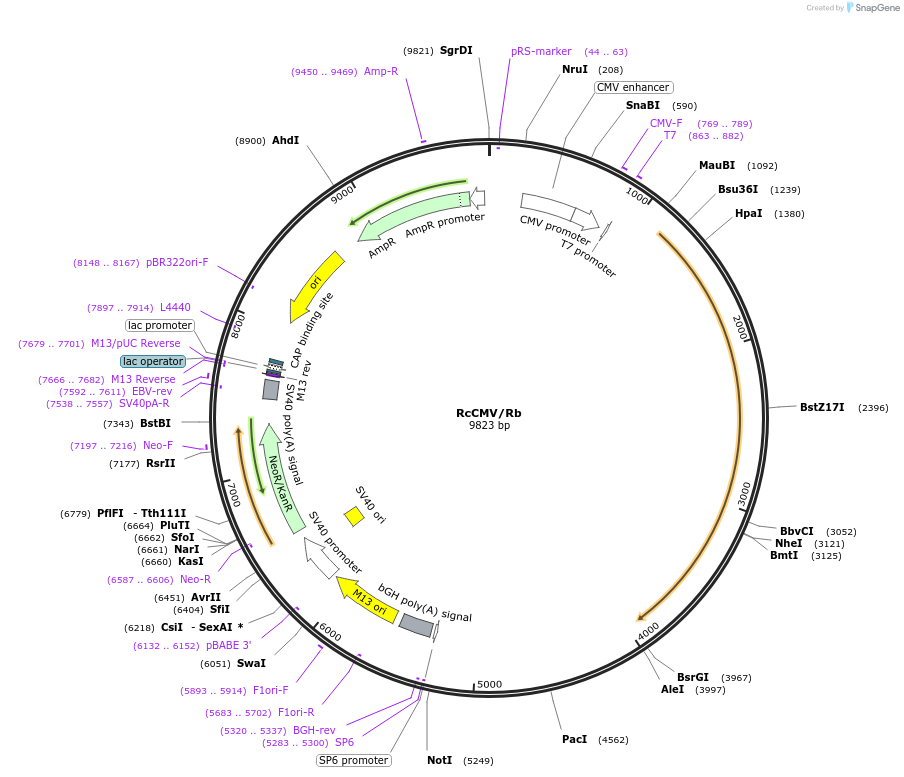 1763-plasmid-map-sequence-id-194429