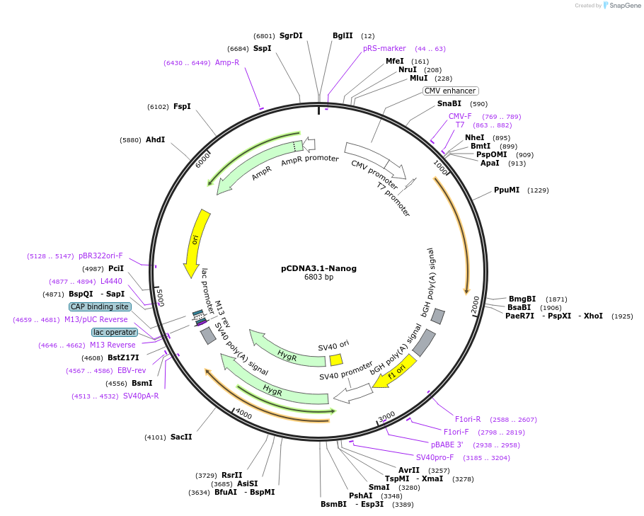 28221-plasmid-map-sequence-id-194433
