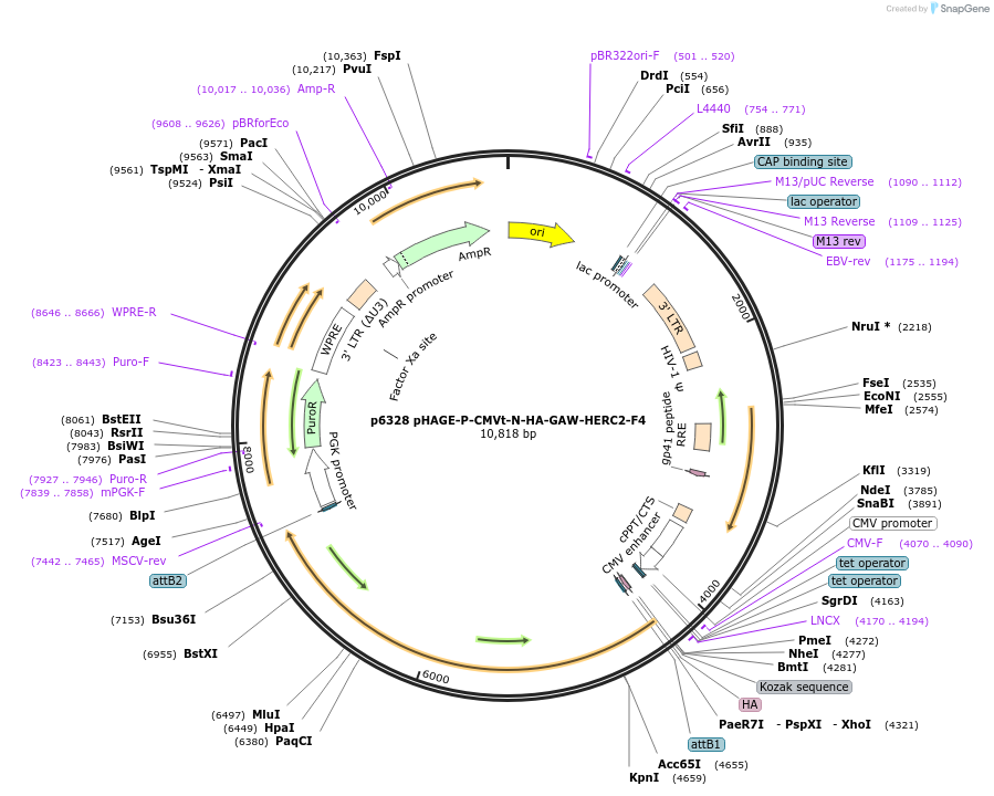 100138-plasmid-map-sequence-id-194438