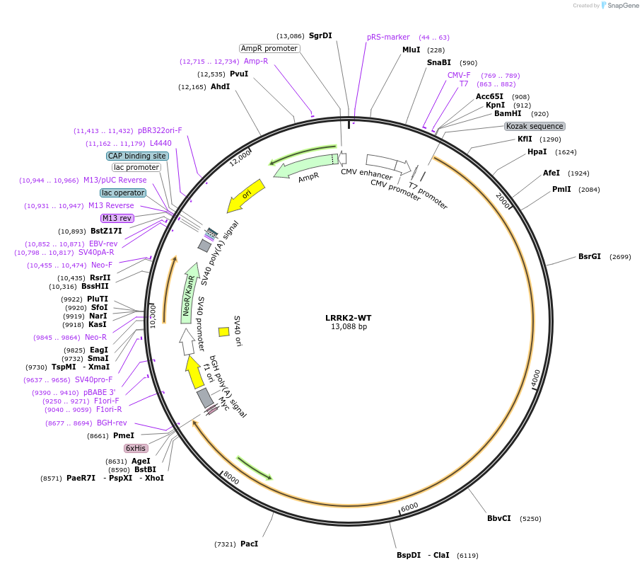 17609-plasmid-map-sequence-id-194453