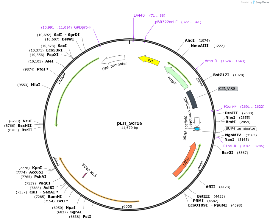 100538-plasmid-map-sequence-id-194462