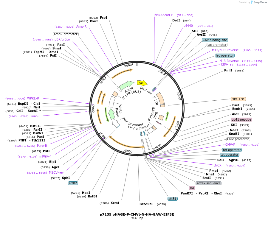 100147-plasmid-map-sequence-id-194464