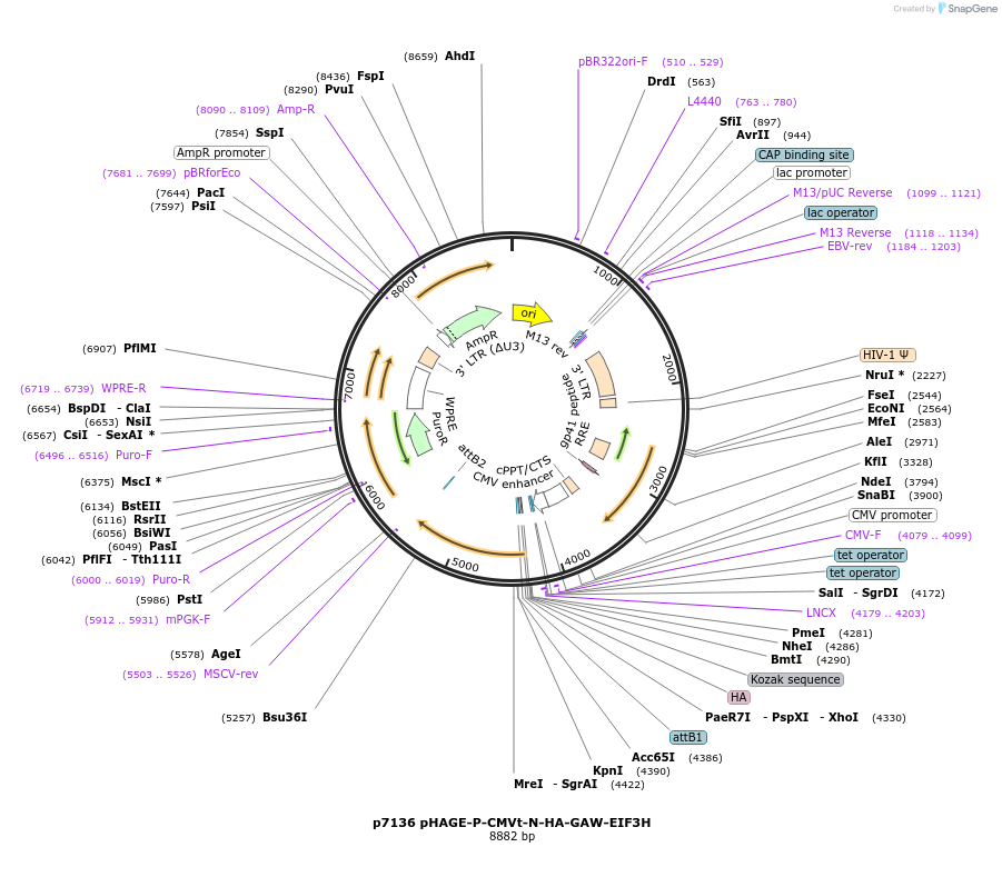 100148-plasmid-map-sequence-id-194470
