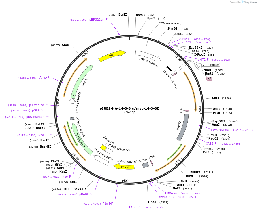48795-plasmid-map-sequence-id-194471