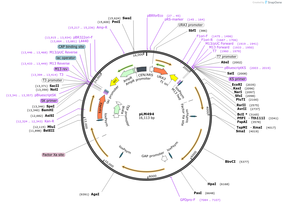 100539-plasmid-map-sequence-id-194476