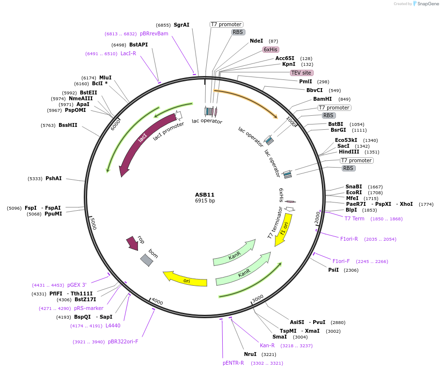 73245-plasmid-map-sequence-id-194479