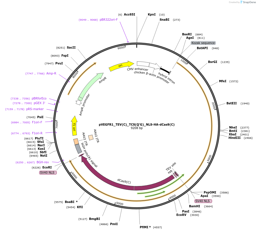 101105-plasmid-map-sequence-id-194483