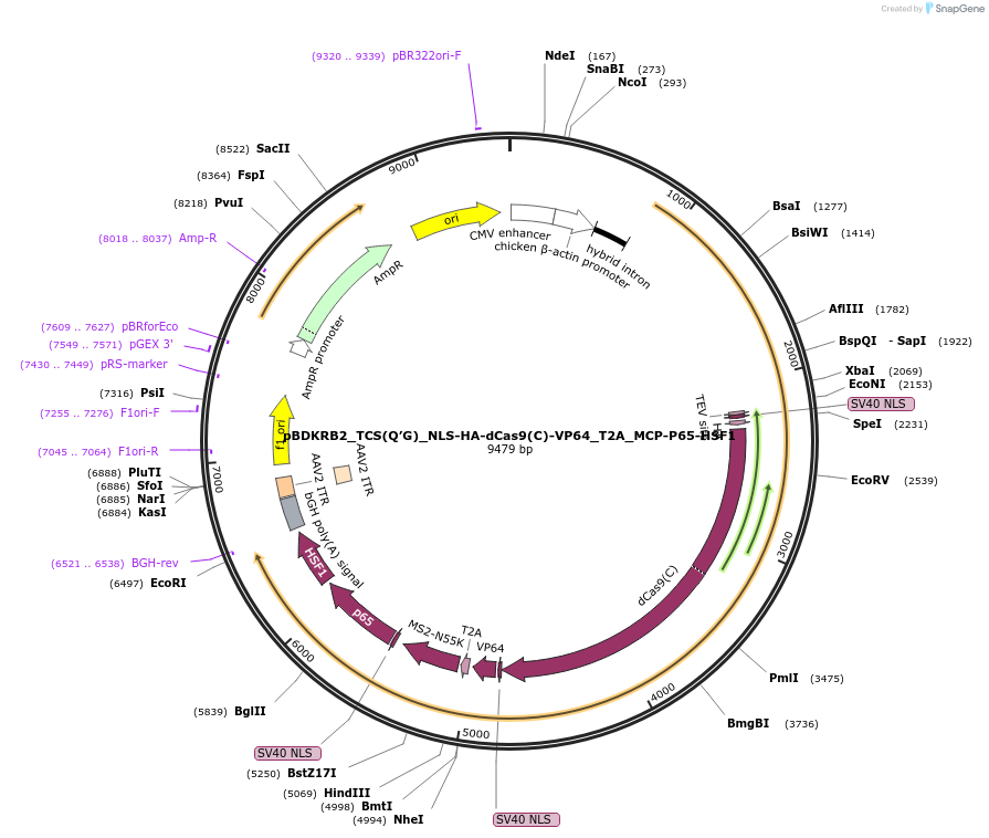 101107-plasmid-map-sequence-id-194485