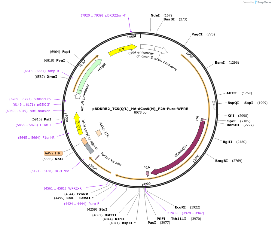 101108-plasmid-map-sequence-id-194489