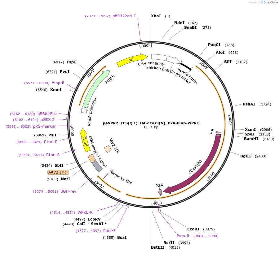 101112-plasmid-map-sequence-id-194494