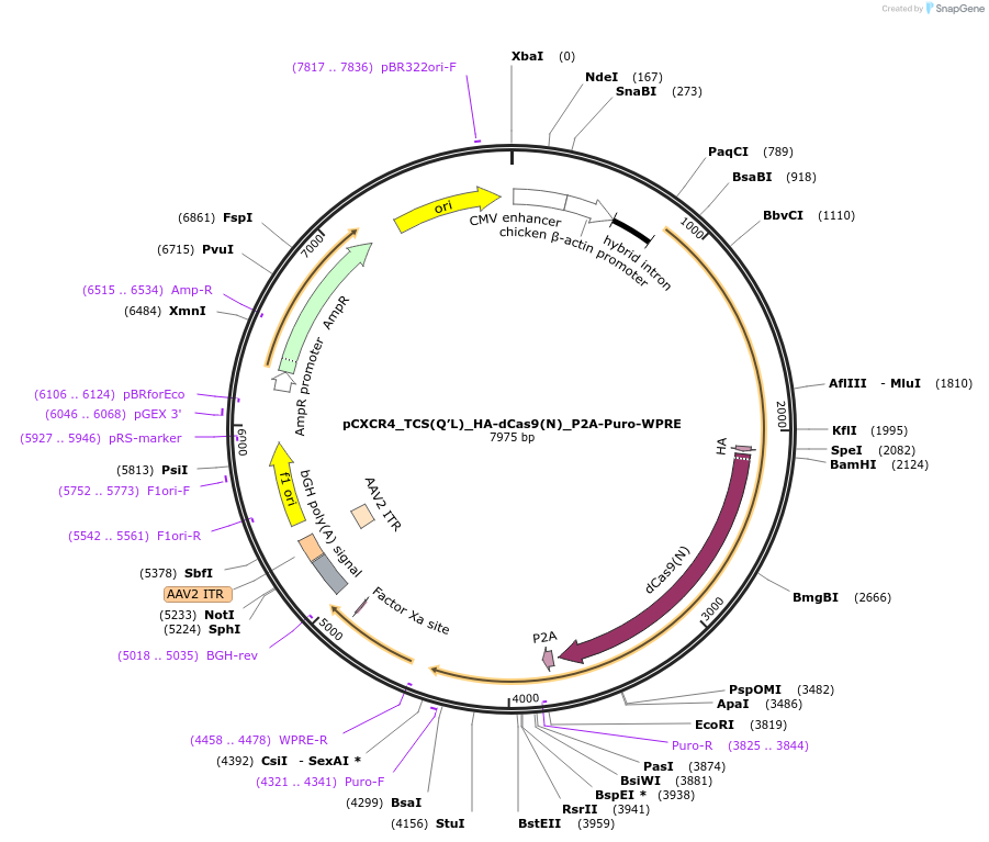 101114-plasmid-map-sequence-id-194499