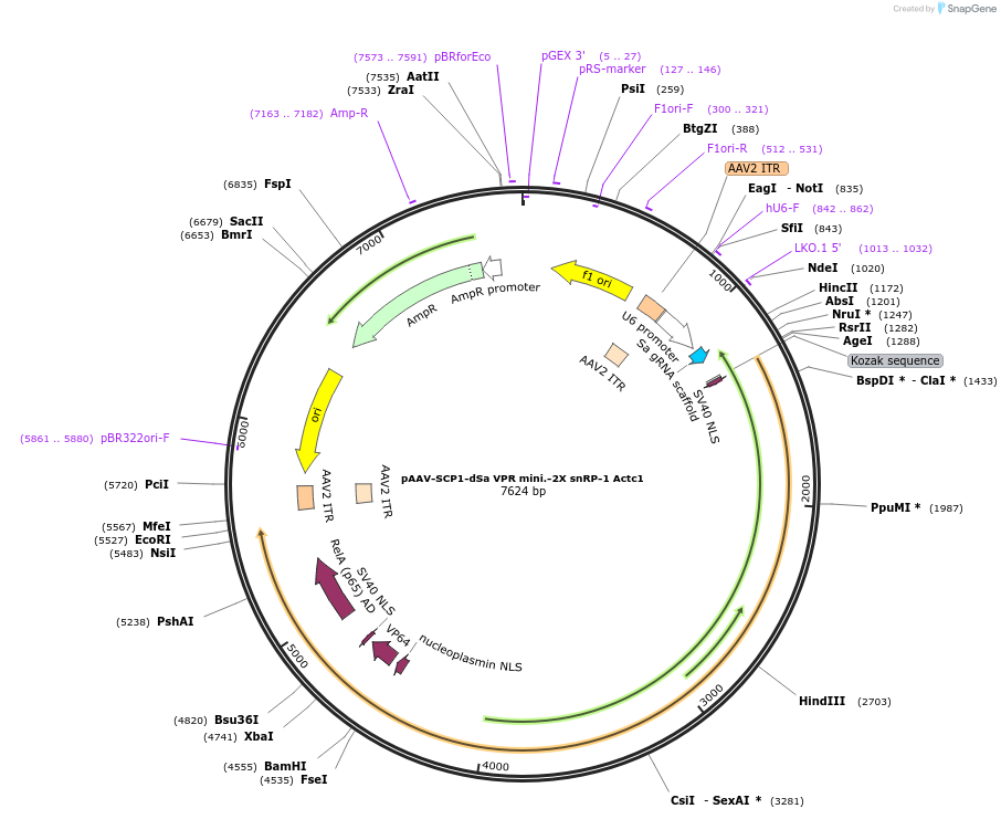 99690-plasmid-map-sequence-id-194510