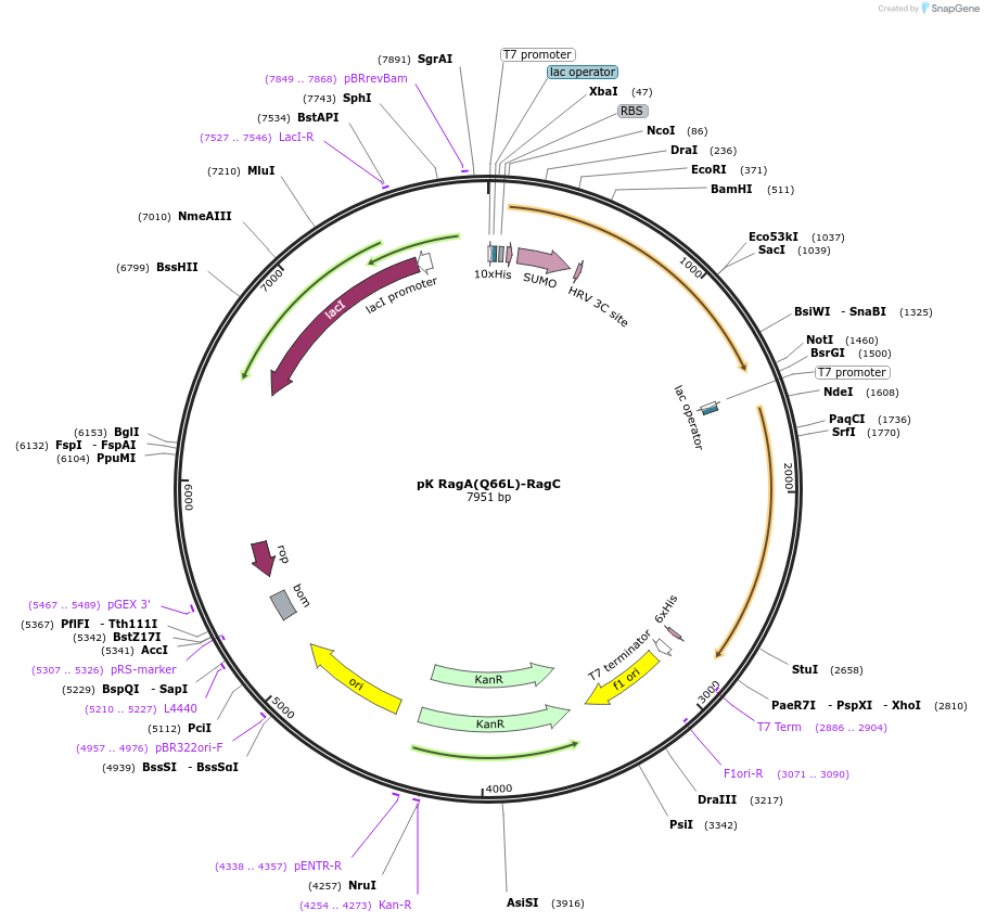 99700-plasmid-map-sequence-id-194519