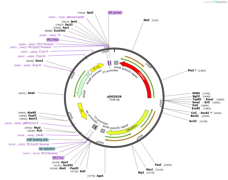 101372-plasmid-map-sequence-id-194527