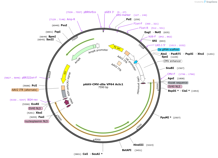 99691-plasmid-map-sequence-id-194530