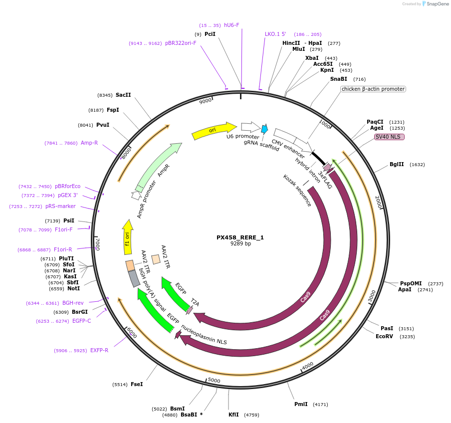 101073-plasmid-map-sequence-id-194532