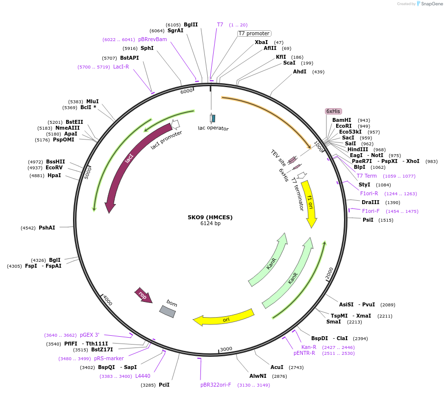 101877-plasmid-map-sequence-id-194533