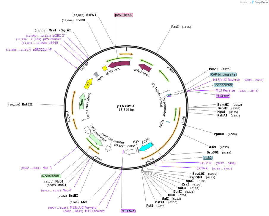 101083-plasmid-map-sequence-id-194535