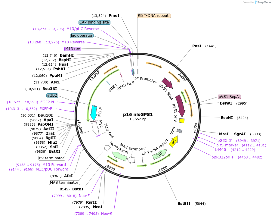 101081-plasmid-map-sequence-id-194536