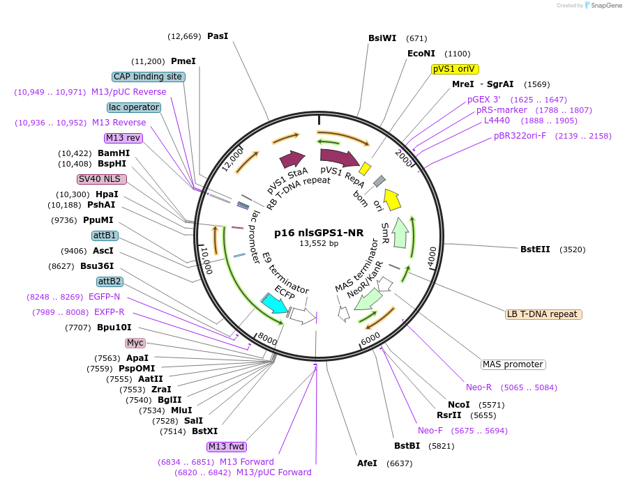101082-plasmid-map-sequence-id-194537